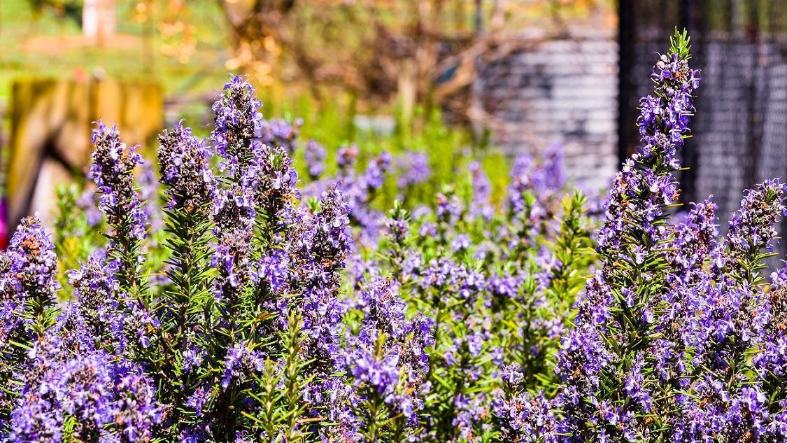 Hillview Farmstay Farm stay