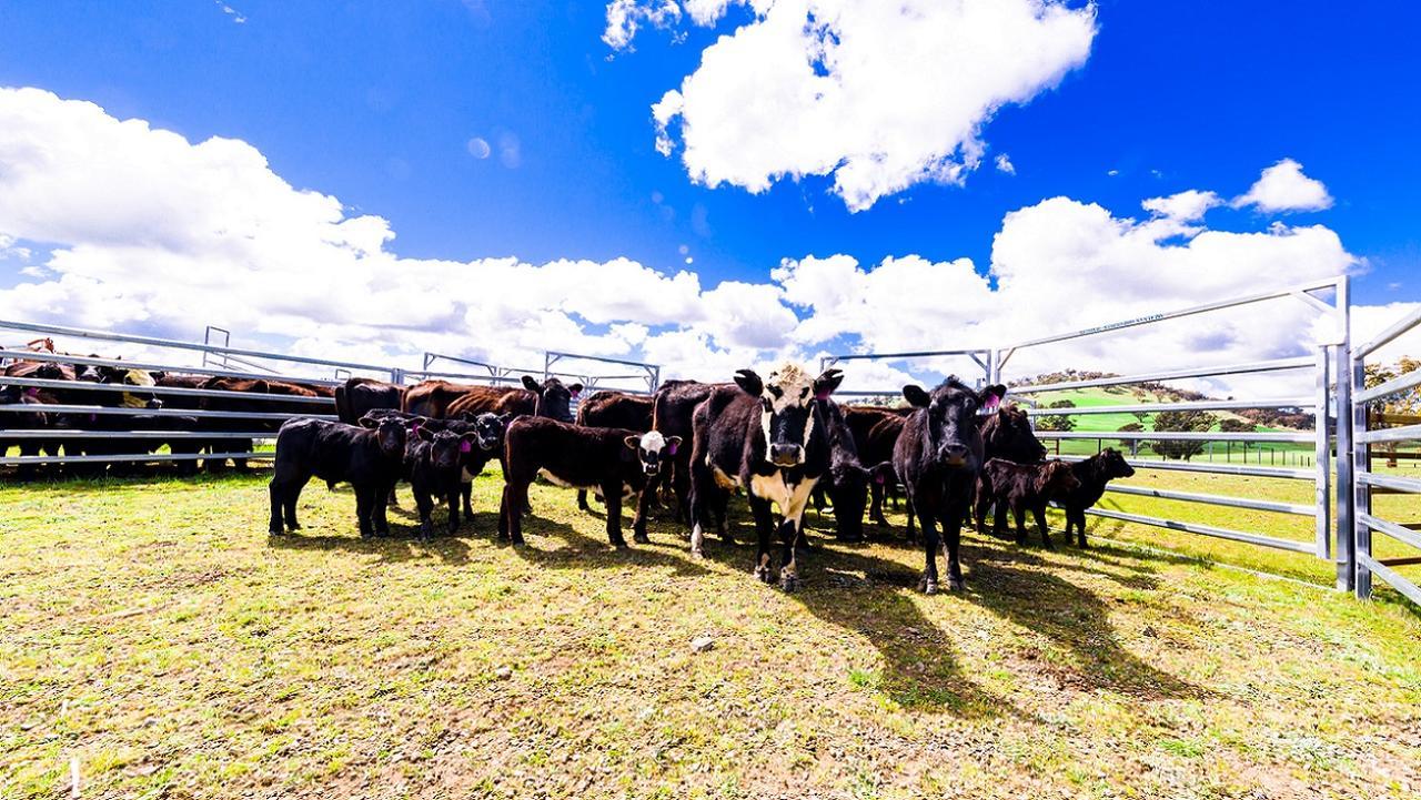 Farm stay Hillview Farmstay *